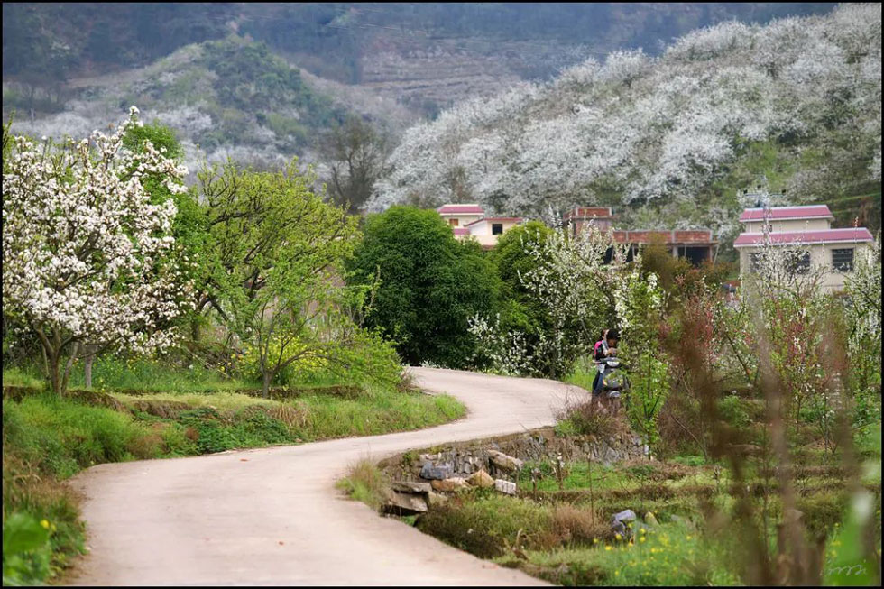【春天,广西桂林灌阳县向您发出邀请!】我们在灌阳看梨花 - 游山玩水 - 日照生活社区 - 日照28生活网 rizhao.28life.com