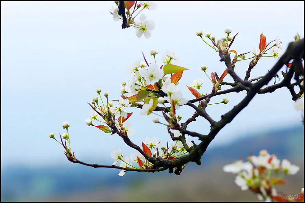 【春天,广西桂林灌阳县向您发出邀请!】我们在灌阳看梨花 - 游山玩水 - 日照生活社区 - 日照28生活网 rizhao.28life.com