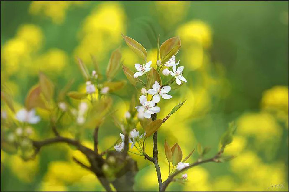 【春天,广西桂林灌阳县向您发出邀请!】我们在灌阳看梨花 - 游山玩水 - 日照生活社区 - 日照28生活网 rizhao.28life.com