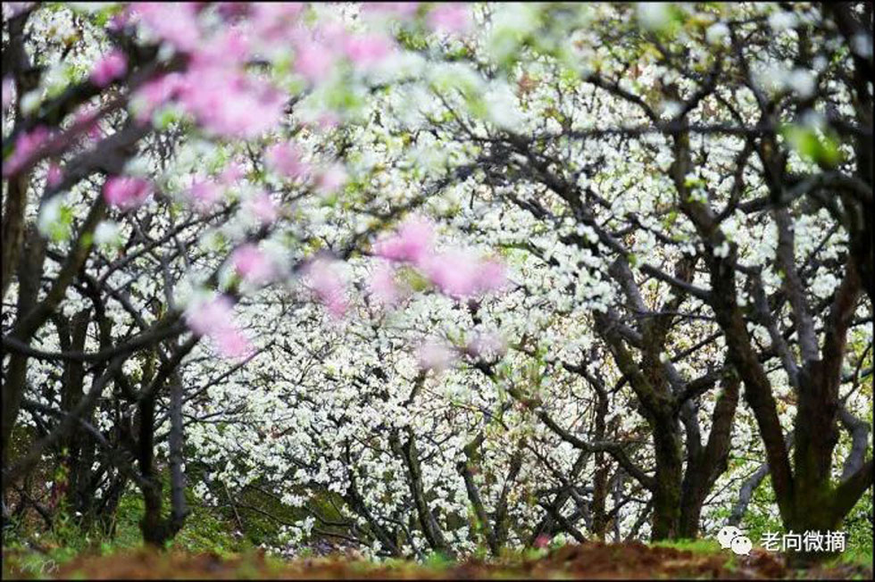【春天,广西桂林灌阳县向您发出邀请!】我们在灌阳看梨花 - 游山玩水 - 日照生活社区 - 日照28生活网 rizhao.28life.com