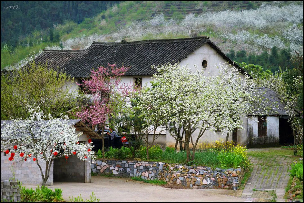 【春天,广西桂林灌阳县向您发出邀请!】我们在灌阳看梨花 - 游山玩水 - 日照生活社区 - 日照28生活网 rizhao.28life.com