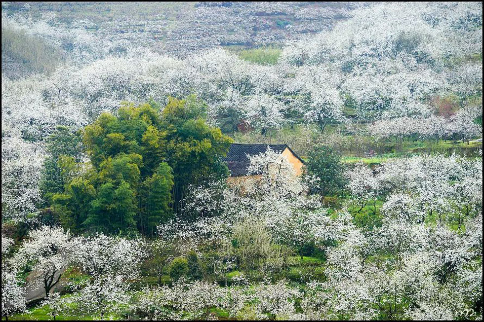 【春天,广西桂林灌阳县向您发出邀请!】我们在灌阳看梨花 - 游山玩水 - 日照生活社区 - 日照28生活网 rizhao.28life.com