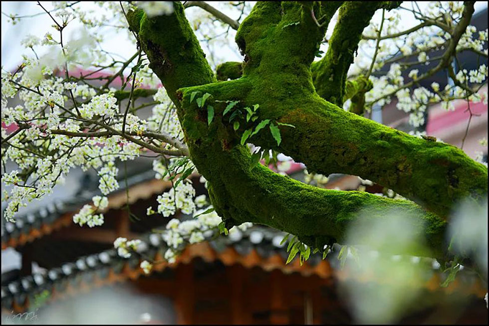 【春天,广西桂林灌阳县向您发出邀请!】我们在灌阳看梨花 - 游山玩水 - 日照生活社区 - 日照28生活网 rizhao.28life.com