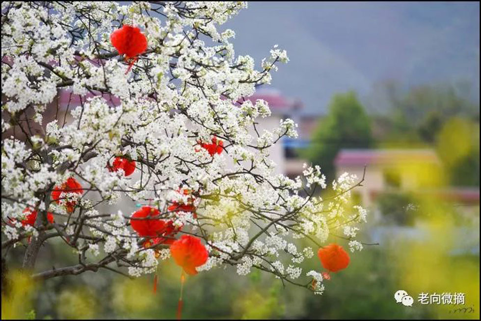 【春天,广西桂林灌阳县向您发出邀请!】我们在灌阳看梨花 - 游山玩水 - 日照生活社区 - 日照28生活网 rizhao.28life.com