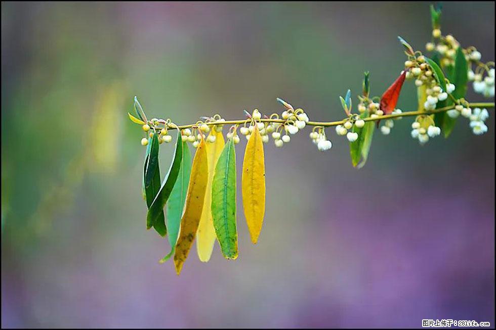 【春天,广西桂林灌阳县向您发出邀请!】米珠山前有片山苍子花在飘香 - 游山玩水 - 日照生活社区 - 日照28生活网 rizhao.28life.com