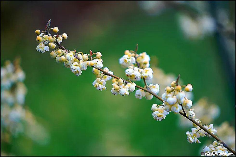 【春天,广西桂林灌阳县向您发出邀请!】米珠山前有片山苍子花在飘香 - 游山玩水 - 日照生活社区 - 日照28生活网 rizhao.28life.com