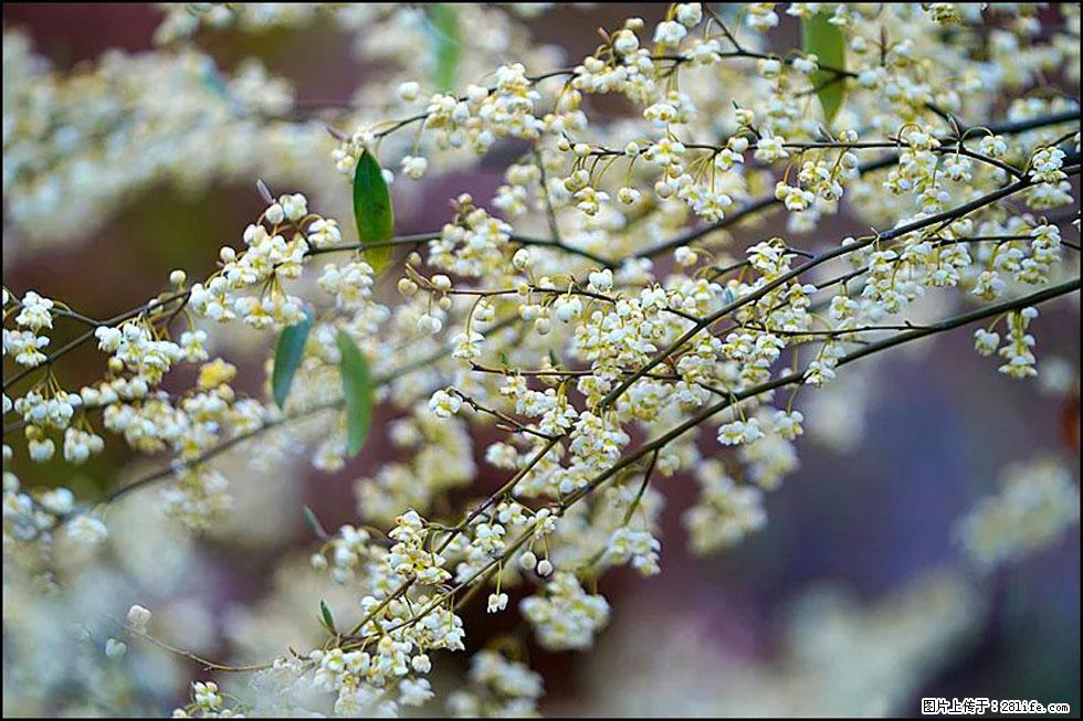 【春天,广西桂林灌阳县向您发出邀请!】米珠山前有片山苍子花在飘香 - 游山玩水 - 日照生活社区 - 日照28生活网 rizhao.28life.com