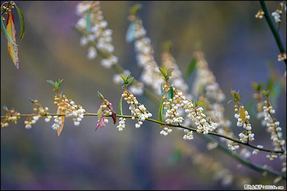 【春天,广西桂林灌阳县向您发出邀请!】米珠山前有片山苍子花在飘香 - 游山玩水 - 日照生活社区 - 日照28生活网 rizhao.28life.com
