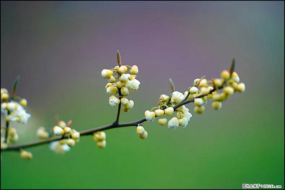 【春天,广西桂林灌阳县向您发出邀请!】米珠山前有片山苍子花在飘香 - 游山玩水 - 日照生活社区 - 日照28生活网 rizhao.28life.com