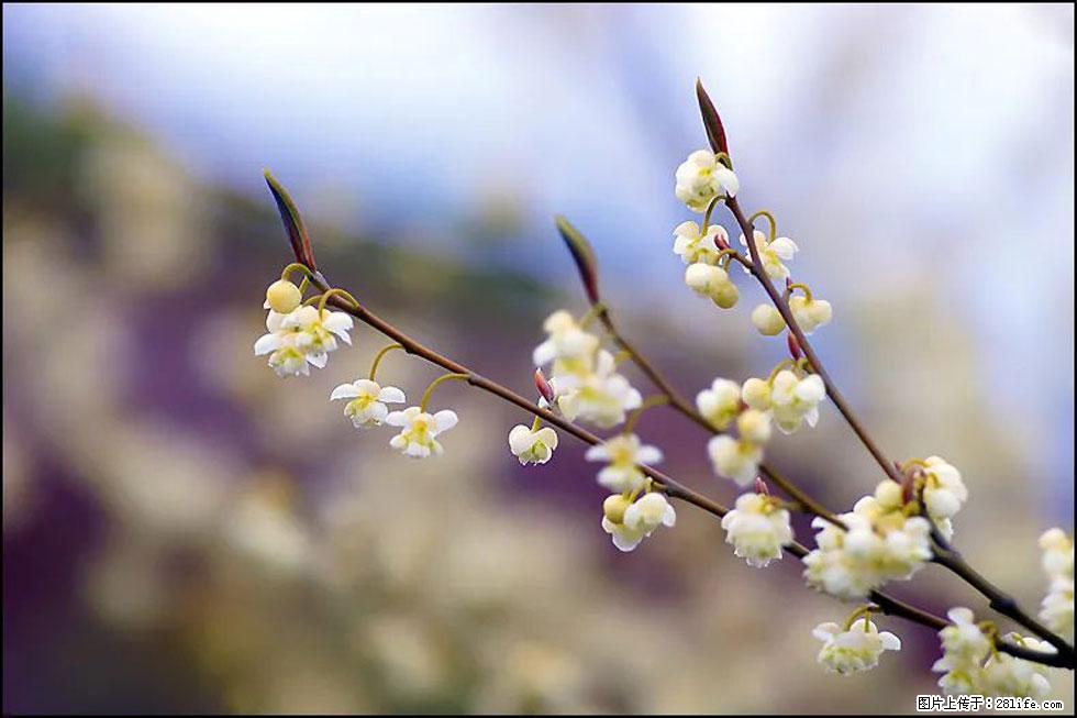 【春天,广西桂林灌阳县向您发出邀请!】米珠山前有片山苍子花在飘香 - 游山玩水 - 日照生活社区 - 日照28生活网 rizhao.28life.com