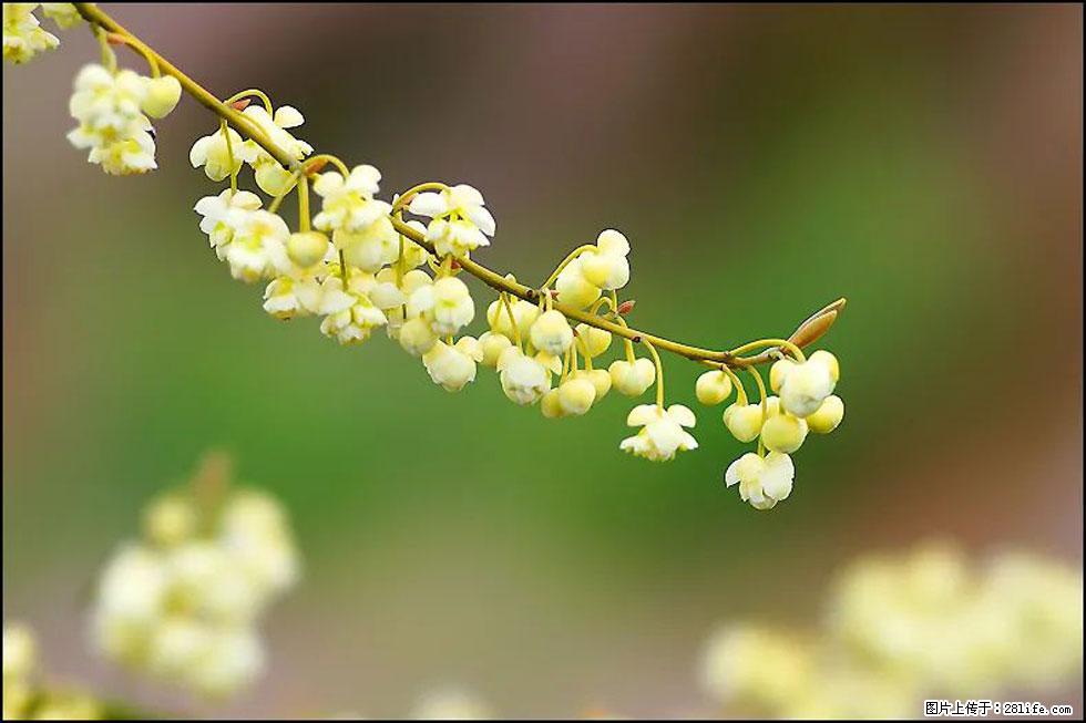 【春天,广西桂林灌阳县向您发出邀请!】米珠山前有片山苍子花在飘香 - 游山玩水 - 日照生活社区 - 日照28生活网 rizhao.28life.com
