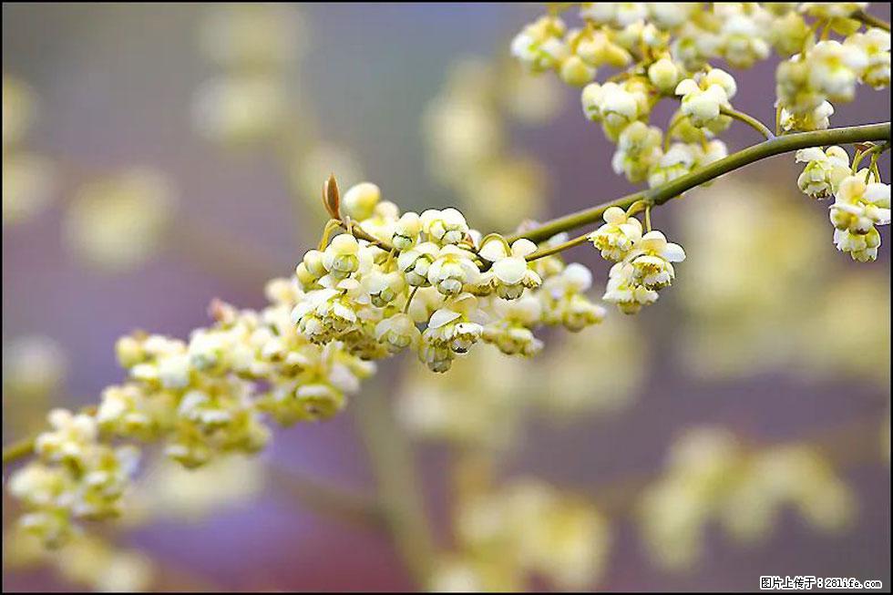 【春天,广西桂林灌阳县向您发出邀请!】米珠山前有片山苍子花在飘香 - 游山玩水 - 日照生活社区 - 日照28生活网 rizhao.28life.com