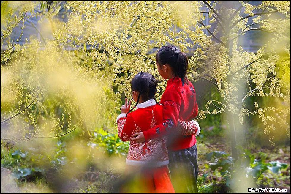 【春天,广西桂林灌阳县向您发出邀请!】米珠山前有片山苍子花在飘香 - 游山玩水 - 日照生活社区 - 日照28生活网 rizhao.28life.com