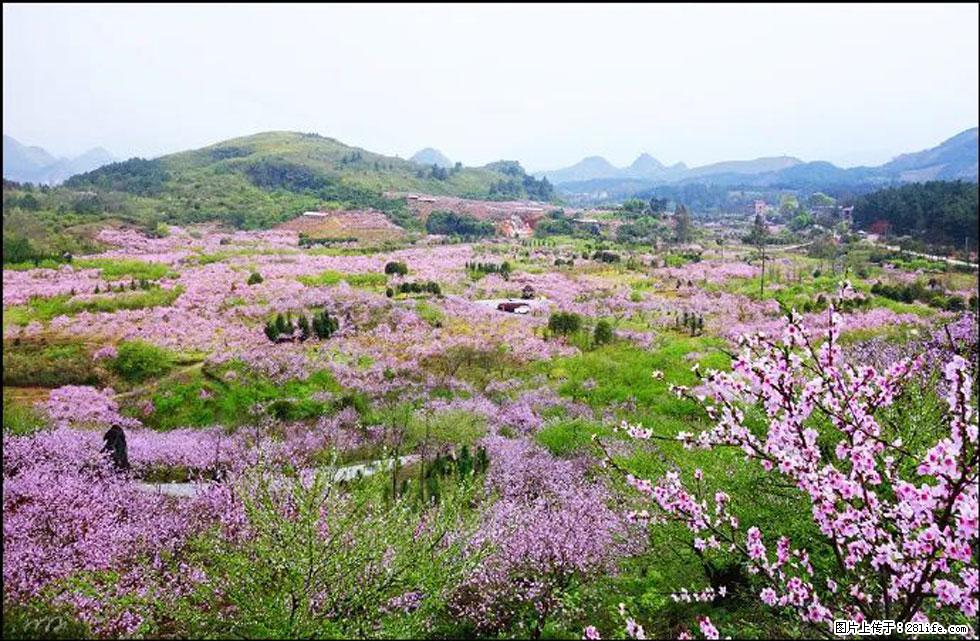 【春天,广西桂林灌阳县向您发出邀请!】官庄村有个醉美的桃花园 - 游山玩水 - 日照生活社区 - 日照28生活网 rizhao.28life.com