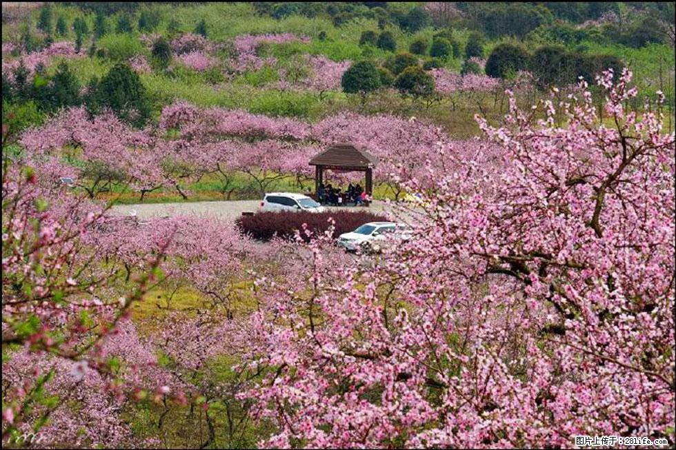 【春天,广西桂林灌阳县向您发出邀请!】官庄村有个醉美的桃花园 - 游山玩水 - 日照生活社区 - 日照28生活网 rizhao.28life.com