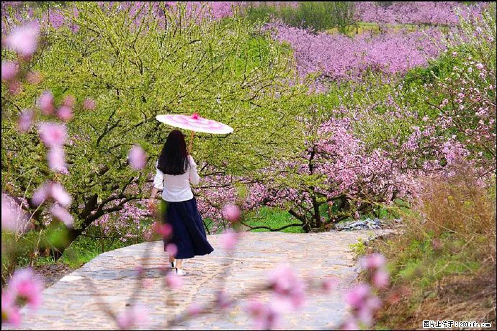 【春天,广西桂林灌阳县向您发出邀请!】官庄村有个醉美的桃花园 - 游山玩水 - 日照生活社区 - 日照28生活网 rizhao.28life.com