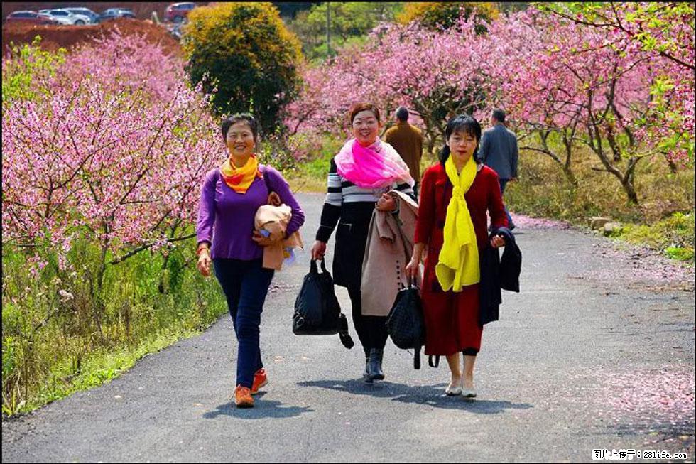 【春天,广西桂林灌阳县向您发出邀请!】官庄村有个醉美的桃花园 - 游山玩水 - 日照生活社区 - 日照28生活网 rizhao.28life.com