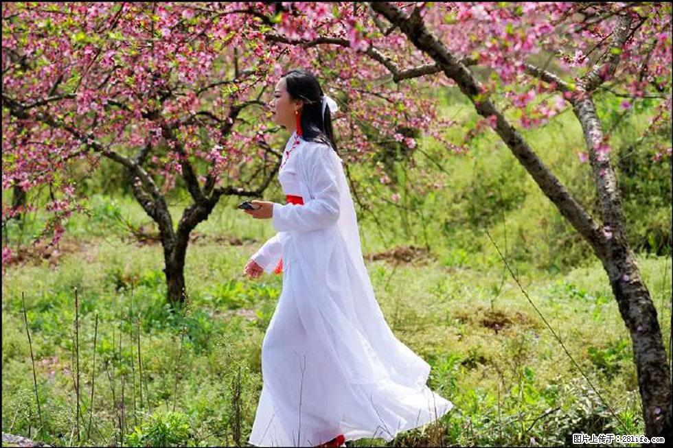 【春天,广西桂林灌阳县向您发出邀请!】官庄村有个醉美的桃花园 - 游山玩水 - 日照生活社区 - 日照28生活网 rizhao.28life.com