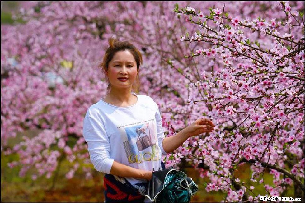 【春天,广西桂林灌阳县向您发出邀请!】官庄村有个醉美的桃花园 - 游山玩水 - 日照生活社区 - 日照28生活网 rizhao.28life.com