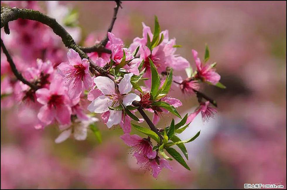 【春天,广西桂林灌阳县向您发出邀请!】官庄村有个醉美的桃花园 - 游山玩水 - 日照生活社区 - 日照28生活网 rizhao.28life.com