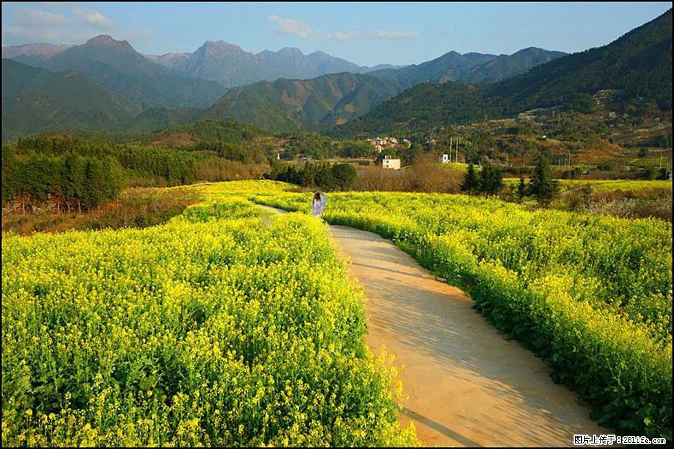 【春天,广西桂林灌阳县向您发出邀请!】长坪村油菜盛情花开 - 游山玩水 - 日照生活社区 - 日照28生活网 rizhao.28life.com