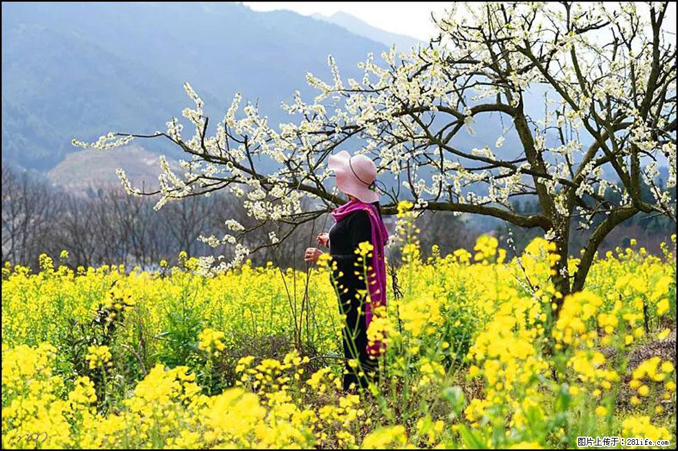 【春天,广西桂林灌阳县向您发出邀请!】长坪村油菜盛情花开 - 游山玩水 - 日照生活社区 - 日照28生活网 rizhao.28life.com