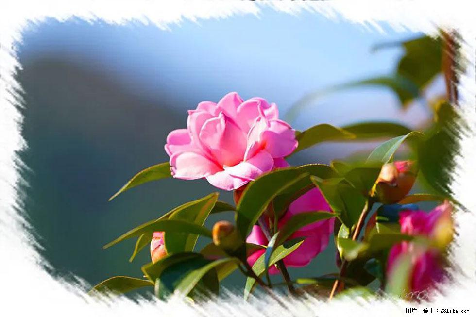 【春天,广西桂林灌阳县向您发出邀请!】杨柳井茶花惹人爱 - 游山玩水 - 日照生活社区 - 日照28生活网 rizhao.28life.com