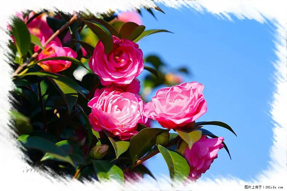 【春天,广西桂林灌阳县向您发出邀请!】杨柳井茶花惹人爱 - 游山玩水 - 日照生活社区 - 日照28生活网 rizhao.28life.com