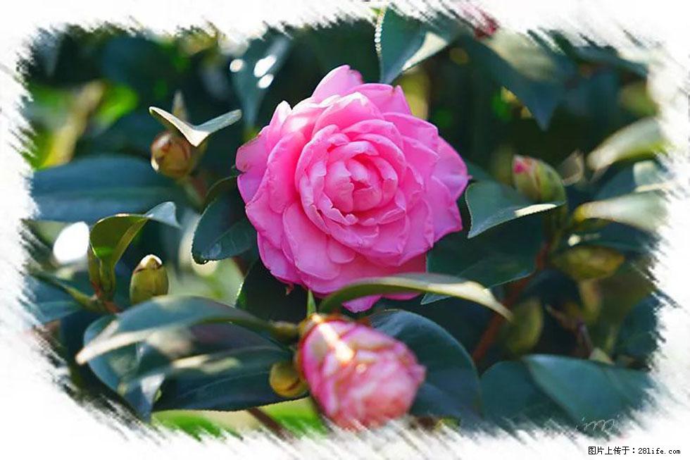 【春天,广西桂林灌阳县向您发出邀请!】杨柳井茶花惹人爱 - 游山玩水 - 日照生活社区 - 日照28生活网 rizhao.28life.com