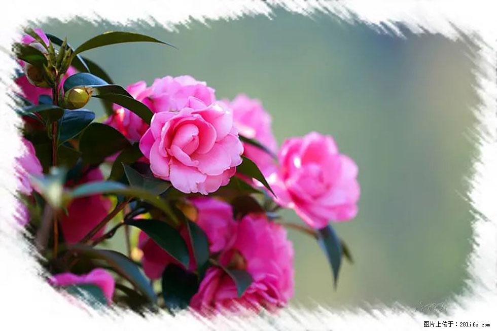 【春天,广西桂林灌阳县向您发出邀请!】杨柳井茶花惹人爱 - 游山玩水 - 日照生活社区 - 日照28生活网 rizhao.28life.com