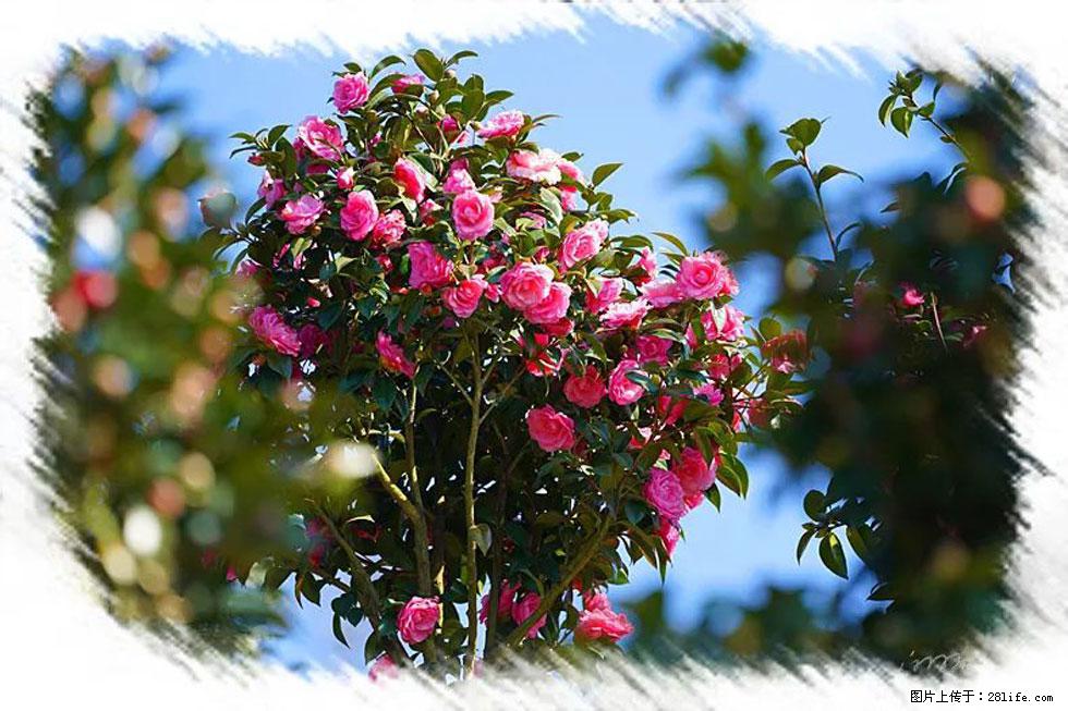 【春天,广西桂林灌阳县向您发出邀请!】杨柳井茶花惹人爱 - 游山玩水 - 日照生活社区 - 日照28生活网 rizhao.28life.com