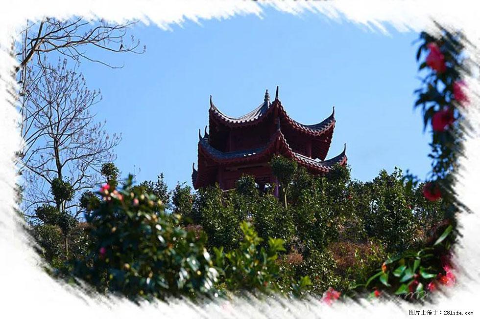 【春天,广西桂林灌阳县向您发出邀请!】杨柳井茶花惹人爱 - 游山玩水 - 日照生活社区 - 日照28生活网 rizhao.28life.com