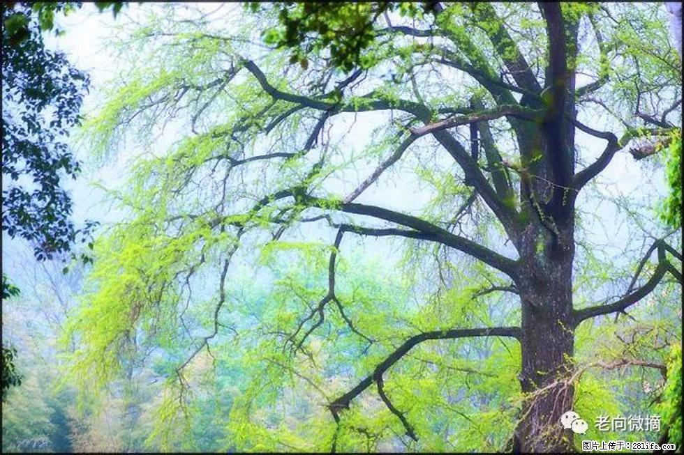 【春天,广西桂林灌阳县向您发出邀请!】在小龙村与春天约会 - 游山玩水 - 日照生活社区 - 日照28生活网 rizhao.28life.com