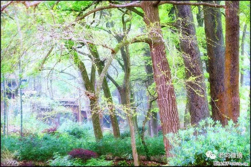 【春天,广西桂林灌阳县向您发出邀请!】在小龙村与春天约会 - 游山玩水 - 日照生活社区 - 日照28生活网 rizhao.28life.com