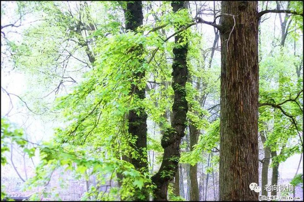 【春天,广西桂林灌阳县向您发出邀请!】在小龙村与春天约会 - 游山玩水 - 日照生活社区 - 日照28生活网 rizhao.28life.com