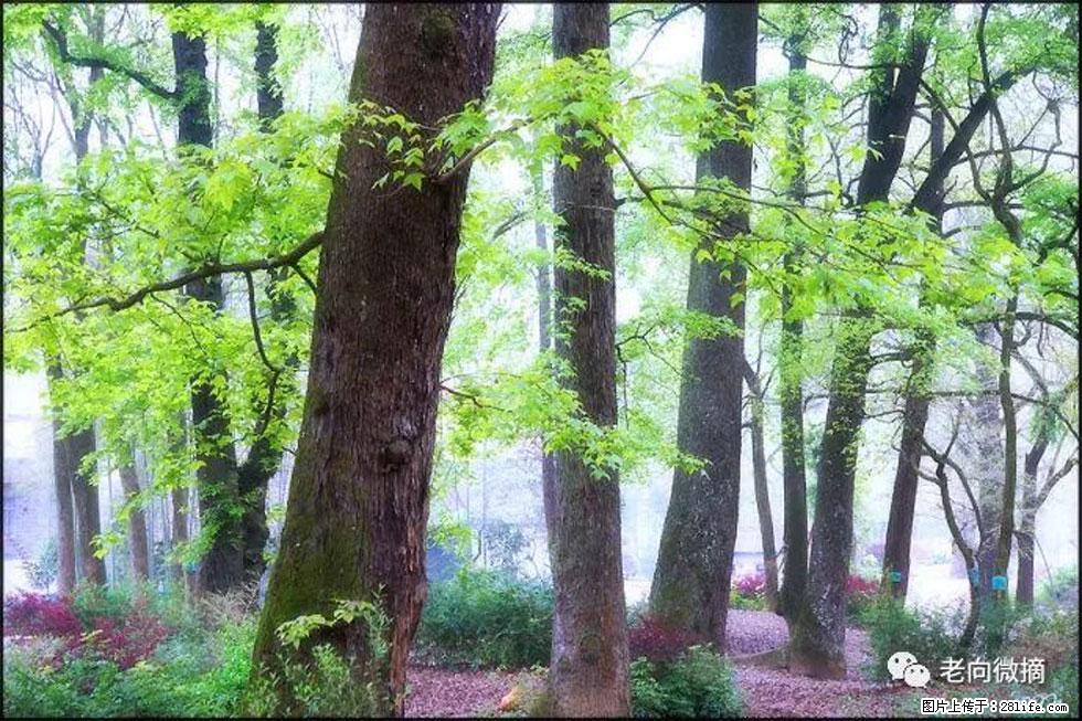 【春天,广西桂林灌阳县向您发出邀请!】在小龙村与春天约会 - 游山玩水 - 日照生活社区 - 日照28生活网 rizhao.28life.com