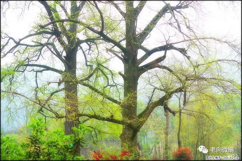 【春天,广西桂林灌阳县向您发出邀请!】在小龙村与春天约会 - 游山玩水 - 日照生活社区 - 日照28生活网 rizhao.28life.com