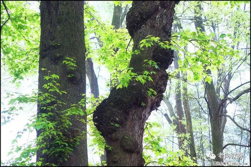 【春天,广西桂林灌阳县向您发出邀请!】在小龙村与春天约会 - 游山玩水 - 日照生活社区 - 日照28生活网 rizhao.28life.com