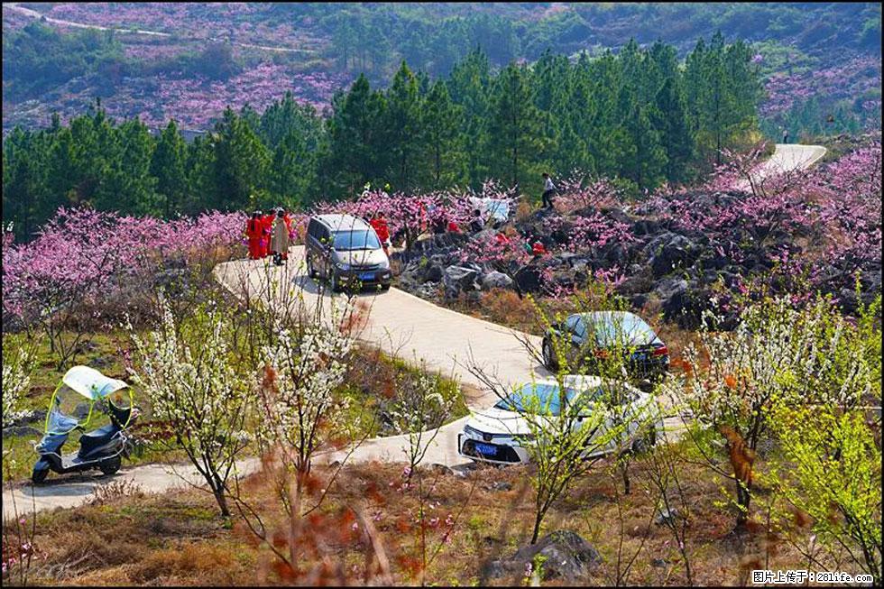 【春天,广西桂林灌阳县向您发出邀请!】望月岭上桃花开 - 游山玩水 - 日照生活社区 - 日照28生活网 rizhao.28life.com