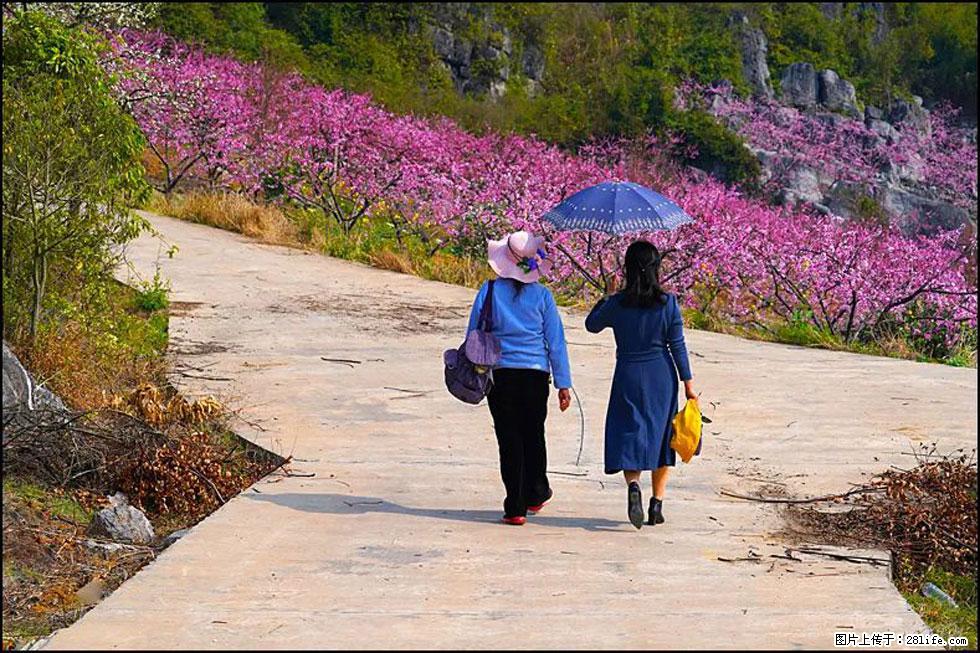 【春天,广西桂林灌阳县向您发出邀请!】望月岭上桃花开 - 游山玩水 - 日照生活社区 - 日照28生活网 rizhao.28life.com