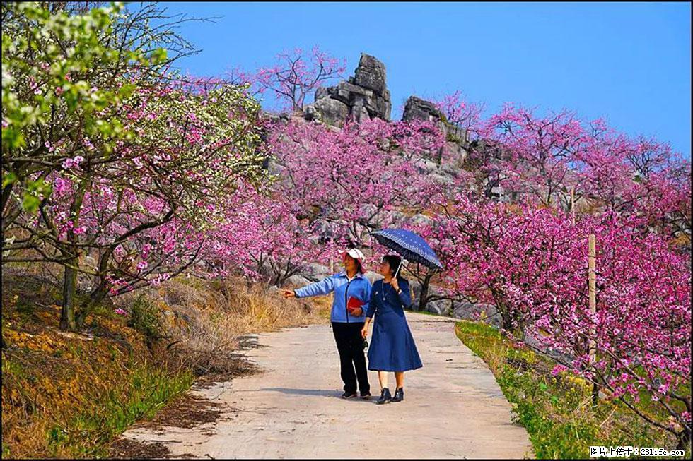 【春天,广西桂林灌阳县向您发出邀请!】望月岭上桃花开 - 游山玩水 - 日照生活社区 - 日照28生活网 rizhao.28life.com