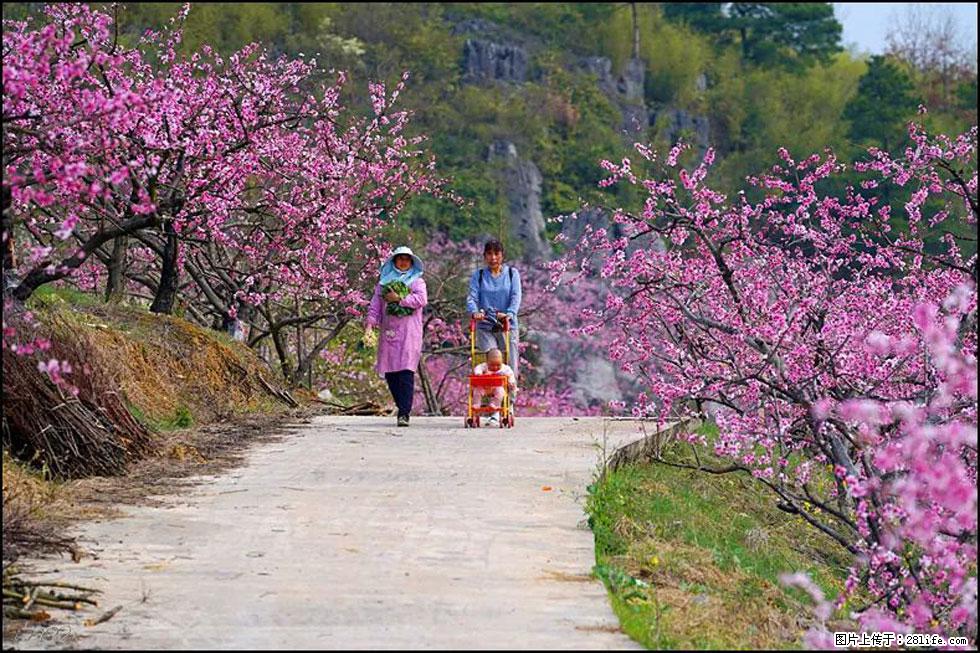 【春天,广西桂林灌阳县向您发出邀请!】望月岭上桃花开 - 游山玩水 - 日照生活社区 - 日照28生活网 rizhao.28life.com