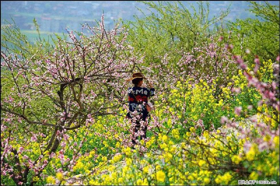 【春天,广西桂林灌阳县向您发出邀请!】望月岭上桃花开 - 游山玩水 - 日照生活社区 - 日照28生活网 rizhao.28life.com
