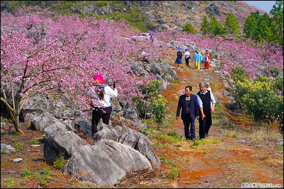 【春天,广西桂林灌阳县向您发出邀请!】望月岭上桃花开 - 游山玩水 - 日照生活社区 - 日照28生活网 rizhao.28life.com