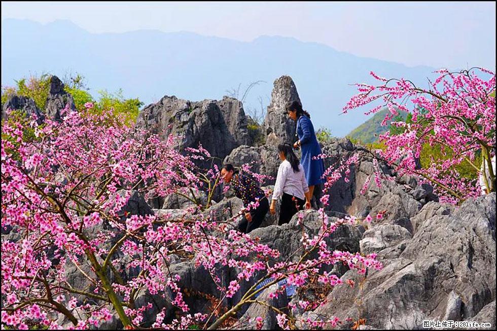 【春天,广西桂林灌阳县向您发出邀请!】望月岭上桃花开 - 游山玩水 - 日照生活社区 - 日照28生活网 rizhao.28life.com