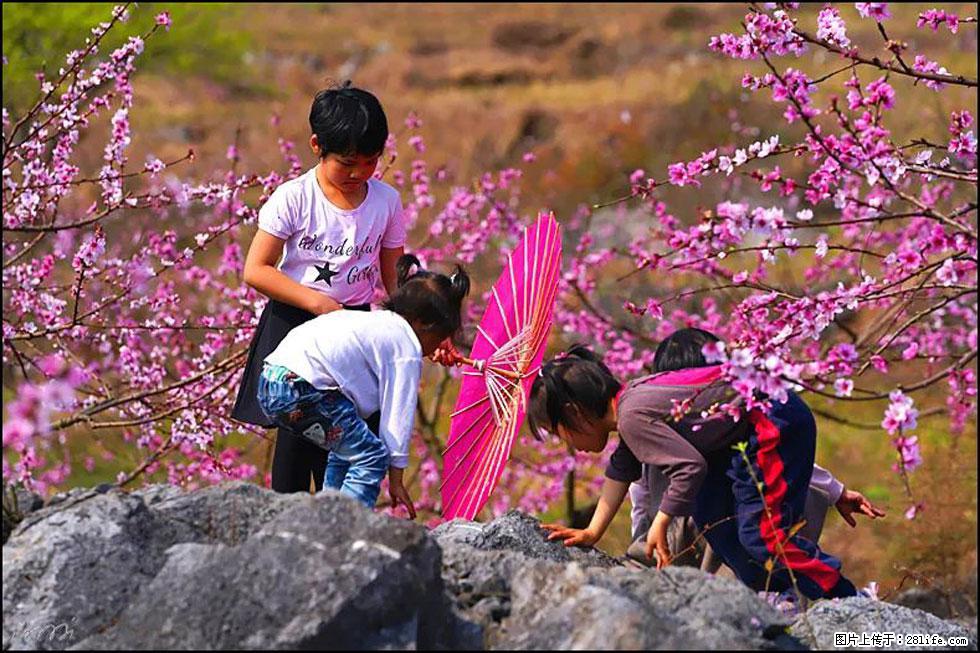 【春天,广西桂林灌阳县向您发出邀请!】望月岭上桃花开 - 游山玩水 - 日照生活社区 - 日照28生活网 rizhao.28life.com