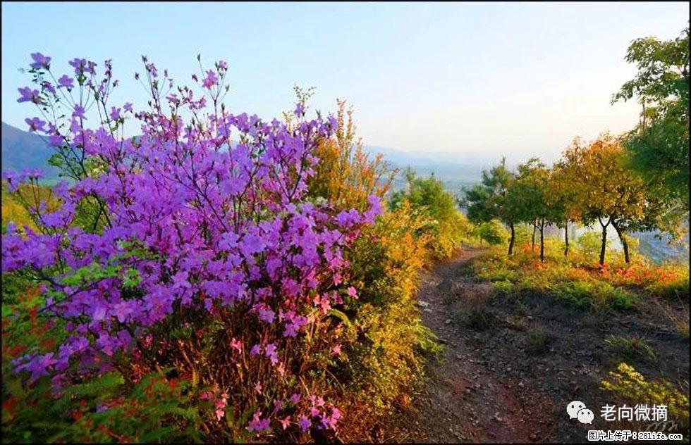 【春天,广西桂林灌阳县向您发出邀请!】登麒麟山,相约映山红 - 游山玩水 - 日照生活社区 - 日照28生活网 rizhao.28life.com