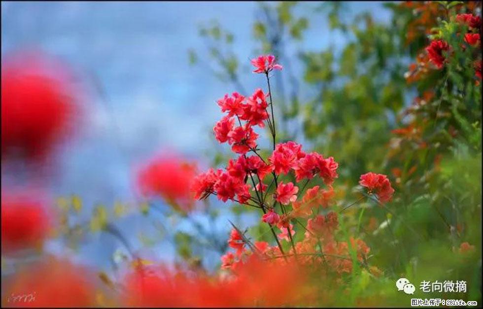 【春天,广西桂林灌阳县向您发出邀请!】登麒麟山,相约映山红 - 游山玩水 - 日照生活社区 - 日照28生活网 rizhao.28life.com