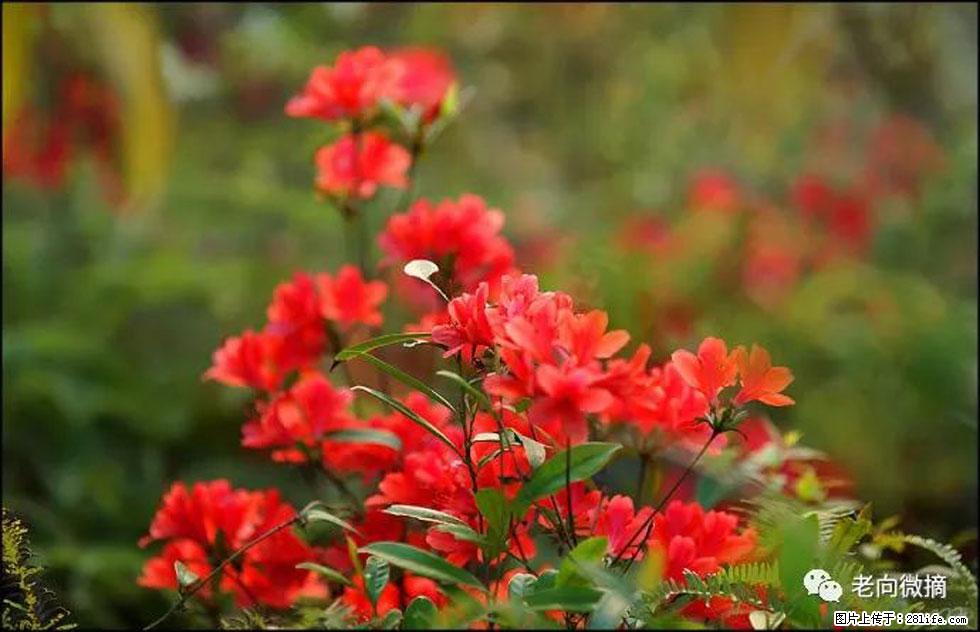 【春天,广西桂林灌阳县向您发出邀请!】登麒麟山,相约映山红 - 游山玩水 - 日照生活社区 - 日照28生活网 rizhao.28life.com