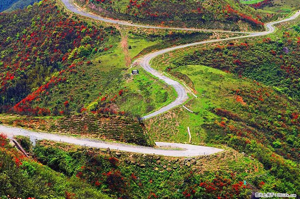 【春天,广西桂林灌阳县向您发出邀请!】春木界上映山红 - 游山玩水 - 日照生活社区 - 日照28生活网 rizhao.28life.com